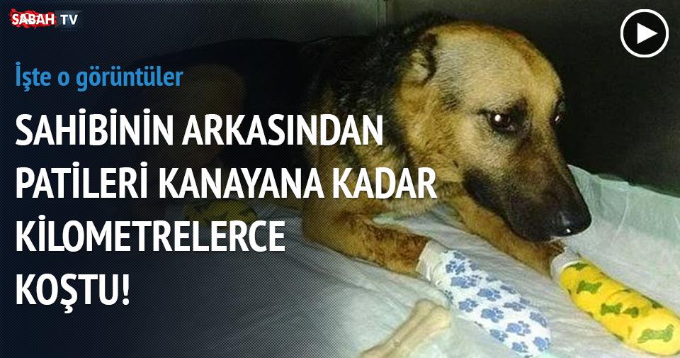 sabah's tweet photo. Sahibinin arkasından patileri kanayana kadar kilometrelerce koştu http://t.co/X6u2Piefdn http://t.co/W8wyrrIwGk