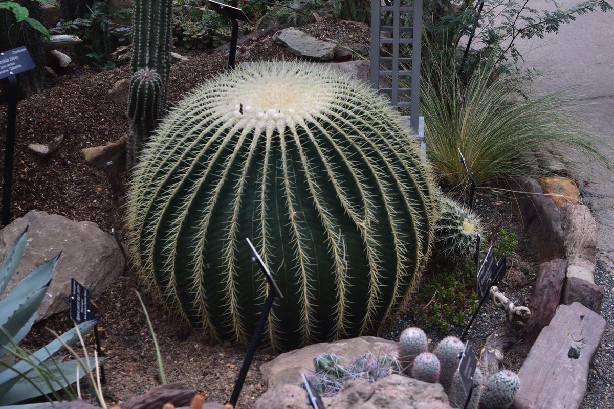 scarrUMD's tweet photo. What do you notice? #edci653 #mathematicaleye #usbotanicgardens http://t.co/Ig49PY9frk