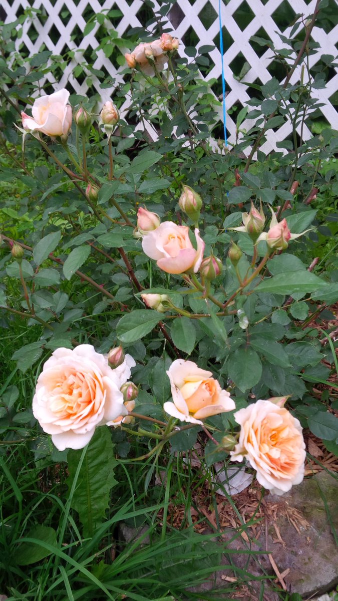 MapleFarmQuilts's tweet photo. #rosegarden #davidaustinroses #pegasusrose #grahamthomasrose #chambordcastlerose #homesteading #flowergarden http://t.co/1VUE3IPQV9