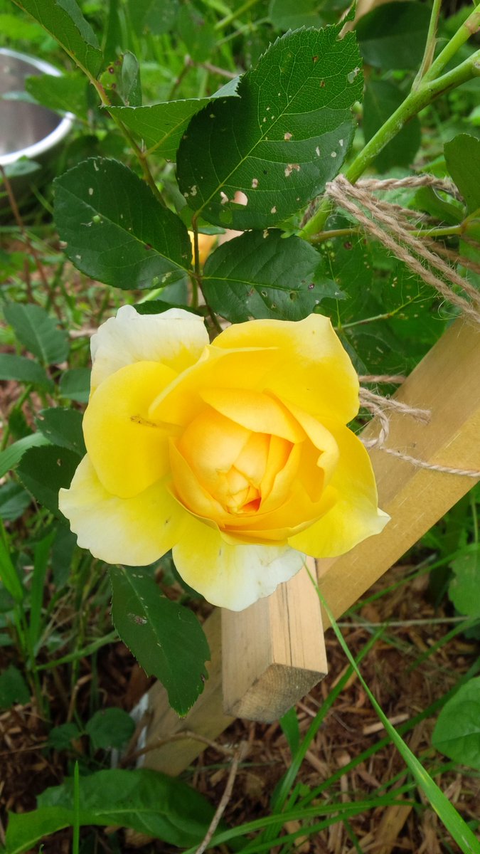MapleFarmQuilts's tweet photo. #rosegarden #davidaustinroses #pegasusrose #grahamthomasrose #chambordcastlerose #homesteading #flowergarden http://t.co/1VUE3IPQV9
