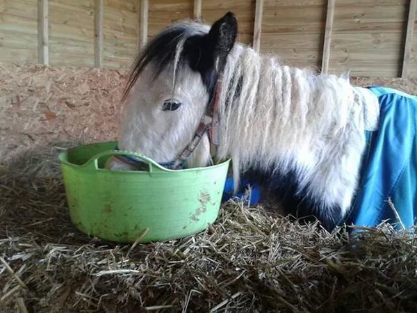 linny_jb's tweet photo. #2Late4Some ππ but Β£2 a month HELPS others @thehorses_voice #SpiritsFund #ForTheLoveOfHorses
http://t.co/g7vidLqDXh http://t.co/eHzFR5yj0s
