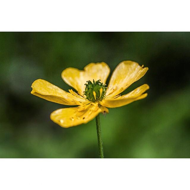 Smørblomst #natur  #nature  #tur #utno #Norge  #Norway  #visitnorway  #life_in_norway  #thebestofscandinavia  #inst…