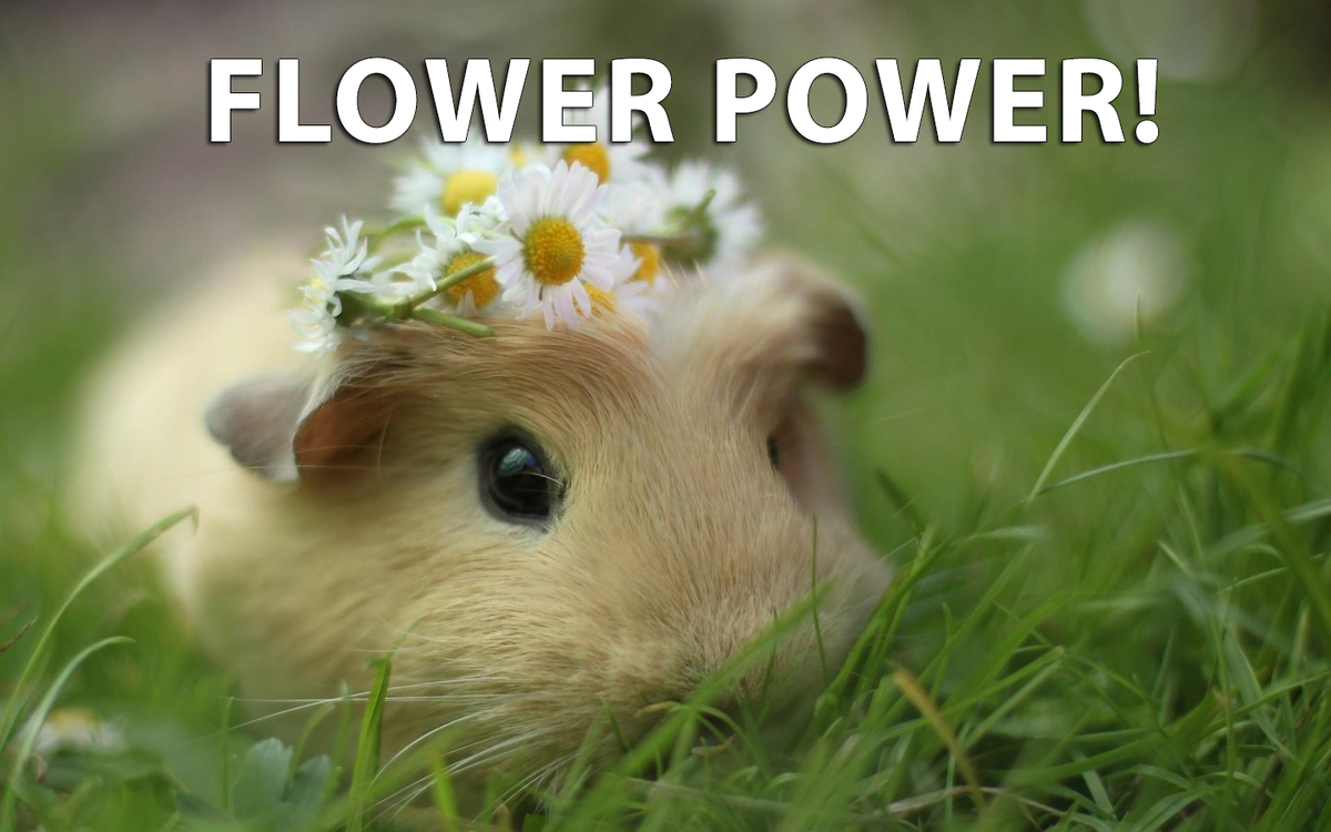 HAM_STRONG's tweet photo. Peach 'aint the only Princess in town!

#flowerpower #supermario #princesspeach #peach #hamster #adorable #cute #meme http://t.co/EcBDTXPwP6