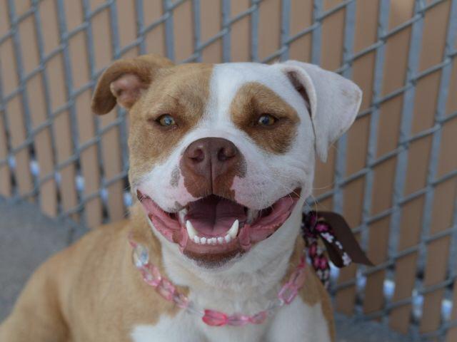 Southern Pride tweet media