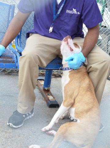 Southern Pride tweet media