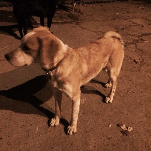 A quien se le perdió su perro Charlie. Urgente RT está en San carlos de Apoquindo comuna Las Condes. RT