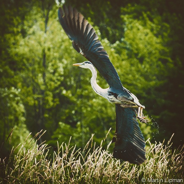 ottriverkeeper's tweet photo. Not a fish but... #OttRivFishathon #Heron #OttawaRiver http://t.co/pIay211agD http://t.co/4zPRknzH20