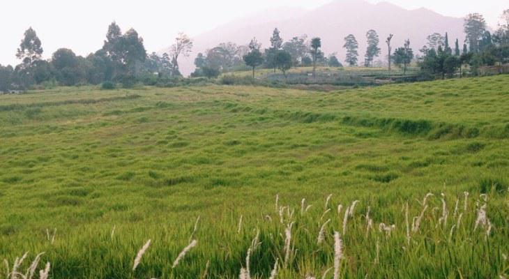 infobdg's tweet photo. Bandung Punya Padang Savana Mirip Di New Zealand http://t.co/uY9vYFNe6l   #wisataBDG http://t.co/YSsx2UtaCo