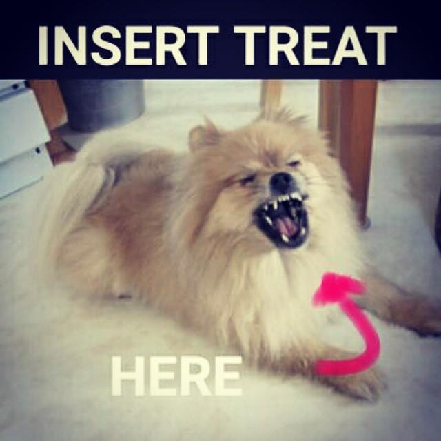 bakapups's tweet photo. Tats wants some nom nom! #thursdaytreat #dogsofinstagram #dogsoftwitter #cute http://t.co/XhGCPBDPbh