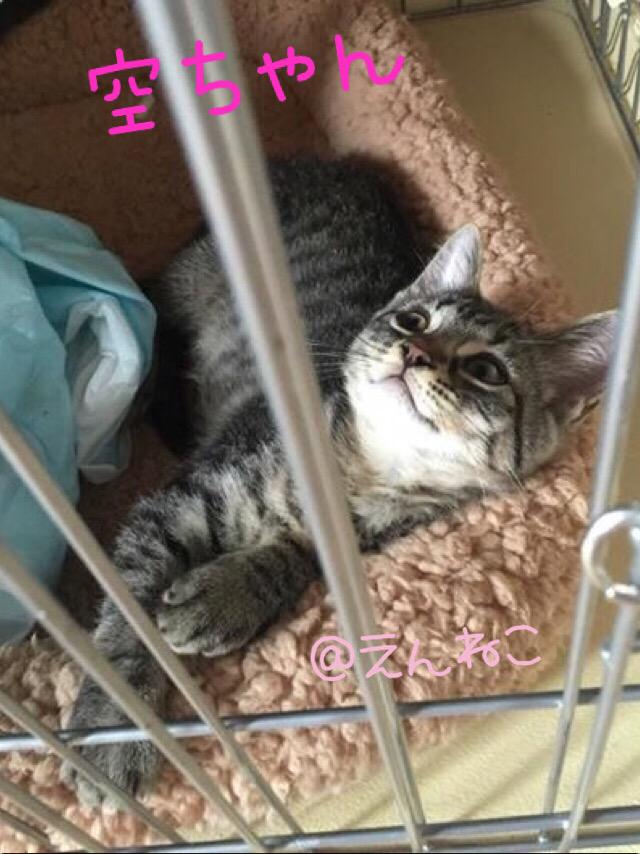 愛知県里親募集 Twitter Search Twitter