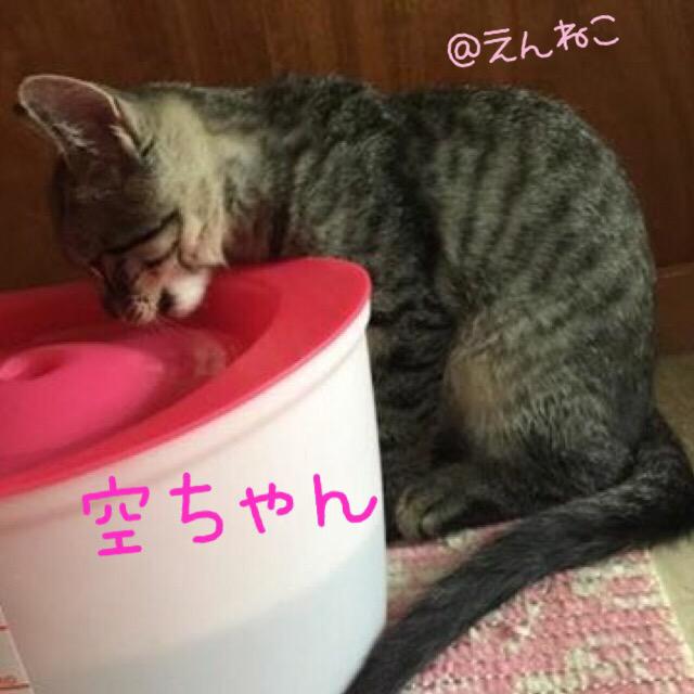 愛知県里親募集 - Twitter Search / Twitter