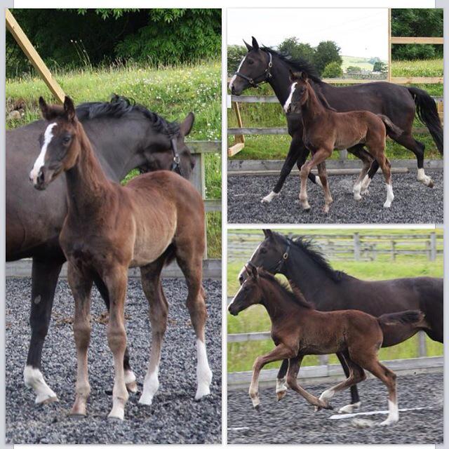 infoQdhorses's tweet photo. Stunning dressage filly for sale#britishdressage #dressur #dressagehour #foal#veulen#paard#filly#dressage http://t.co/ug5vUEcW06