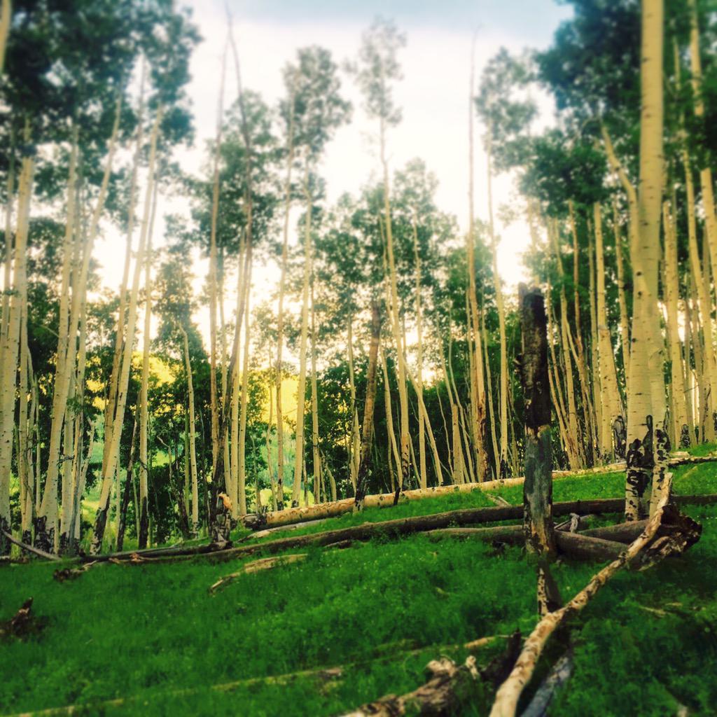 Who wouldn't want to hike through these #aspens to #dinner! #telluride #mountainlife #summer #hiketodinner