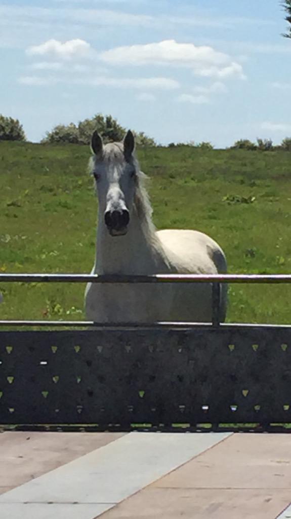 duskymooncb's tweet image. What you doing?! #Connie #connemara #connemarapony #diva #lady #curious #pony