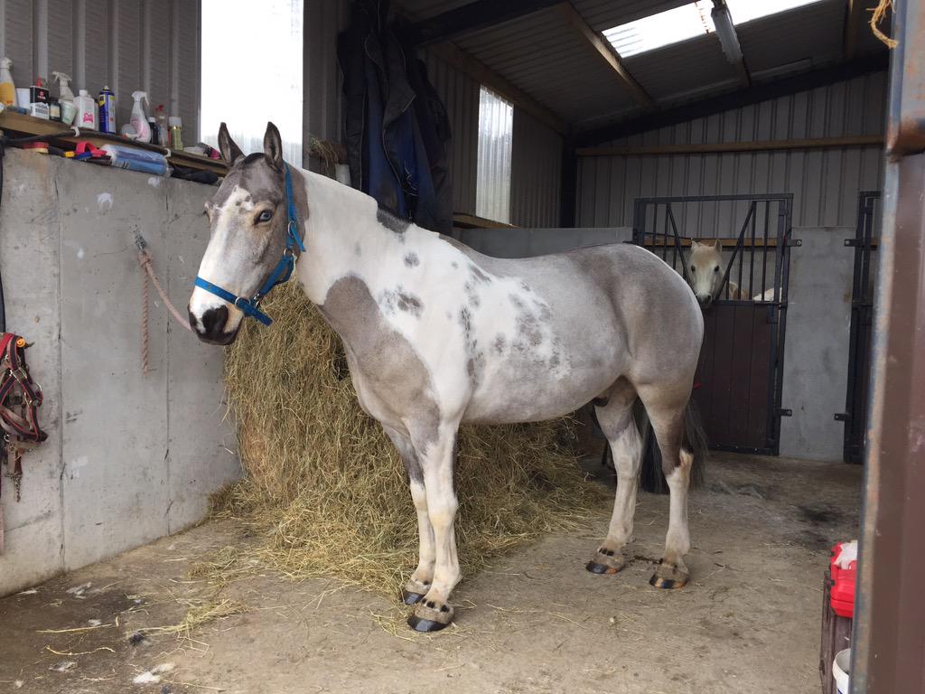 duskymooncb's tweet image. Winter v's Summer #lovesummer #cob #horse
