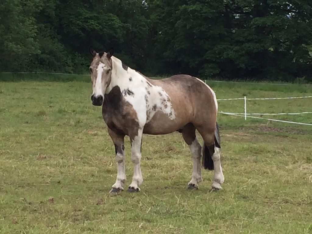 duskymooncb's tweet image. Winter v's Summer #lovesummer #cob #horse