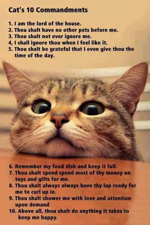 AnaAlegriaE's tweet photo. @StockCats @simonconstable This is important!...
Cat's 10 commandments!!🐾😻 
#Meowlicious 🐾 http://t.co/5188OMy1hR