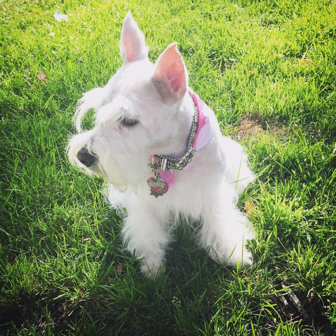 #schnauzer #whiteschnauzer http://t.co/a55NUkvIQq<a href="/tag/schnauzer"class="tags">#schnauzer</a><a href="/tag/whiteschnauzer"class="tags">#whiteschnauzer</a>