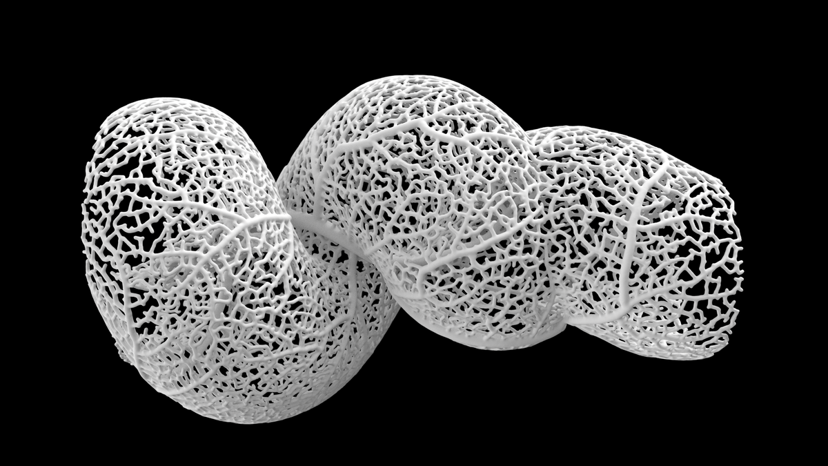 nervous_jessica's tweet image. spiraling growth #hyphae