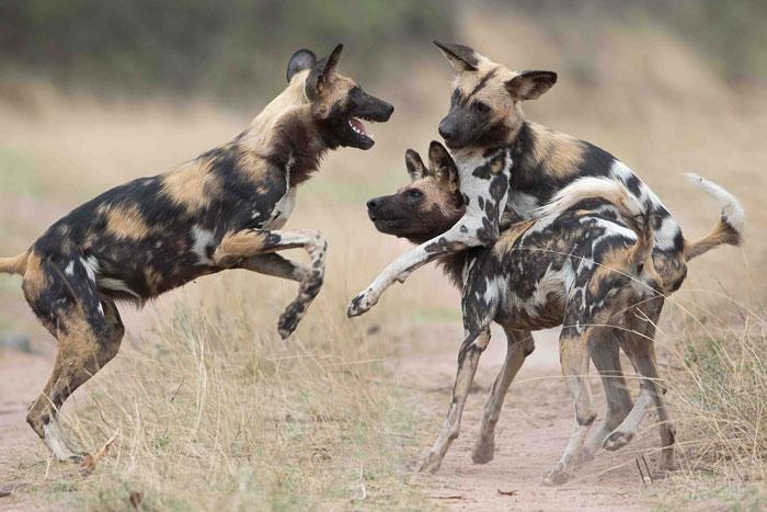 extrajourneys's tweet photo. 5 facts you did not know about Africa’s #wilddogs from @africageo http://t.co/1TyszVOuwz #safari http://t.co/JxBwwn13cn