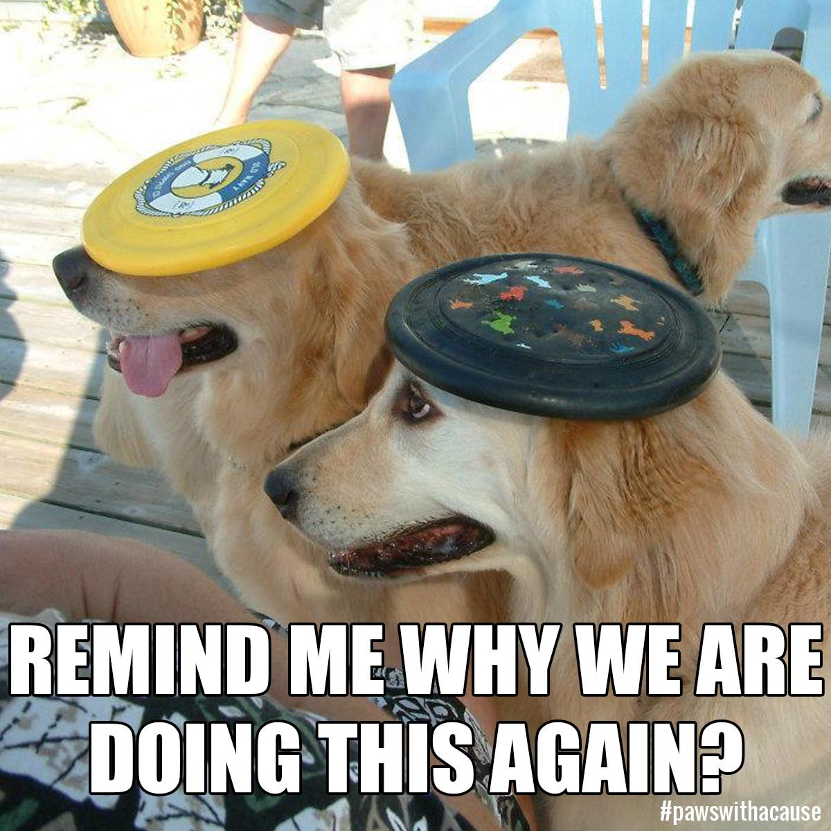 Pawswithacause's tweet photo. #PAWSDogs aren't taught to #balance, but they're taught #patience! #PawsWithACause #Meme #DogMeme #ImNotReallyLazyBut http://t.co/m90P10P0zH