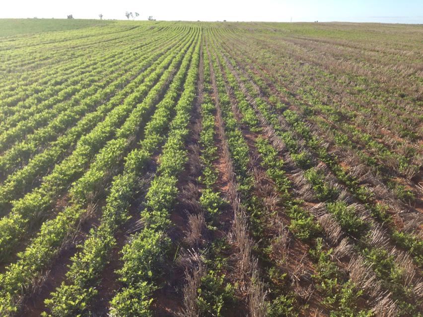 Thinking might lift sowing rate on vetch PDKs destined for hay in 2016. Left (stuff up) 75ish. Right 30kg