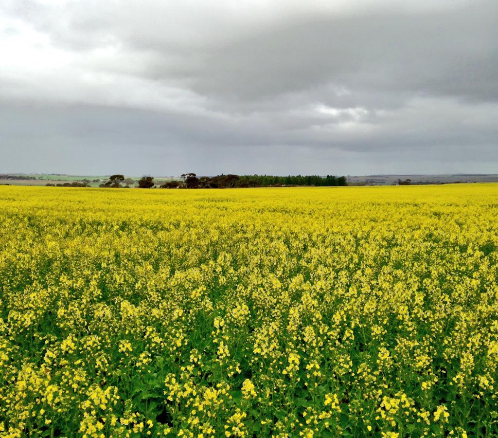 Nyabing community being progressive #stingray #55mmrain #gettingflexiN