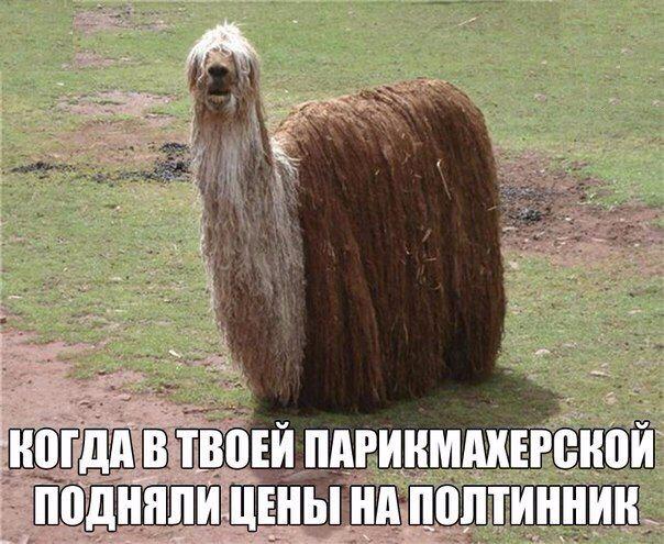 Вот это шутеечка (@shuteechka) on Twitter photo 