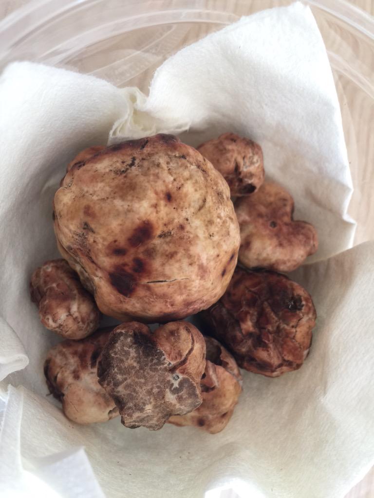 White truffles in, from first block to produce in Southern Hemisphere. Thanks Alexis <a href="/plantandfood/">Plant & Food Research</a>