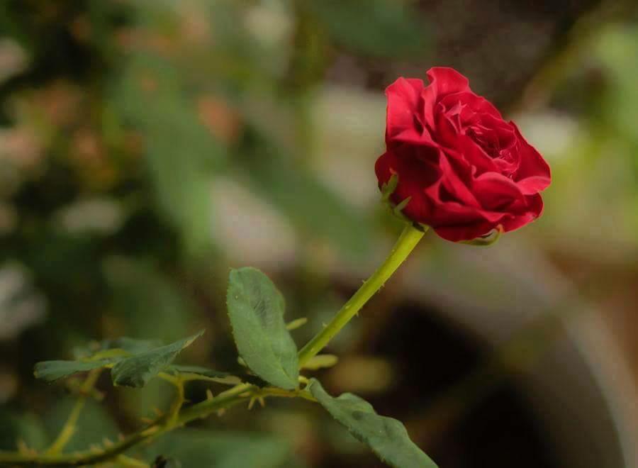 Yüreğine İnmediğin Bir Gönlün Bahçesinde Bahçıvan Olamazsın ...!!
