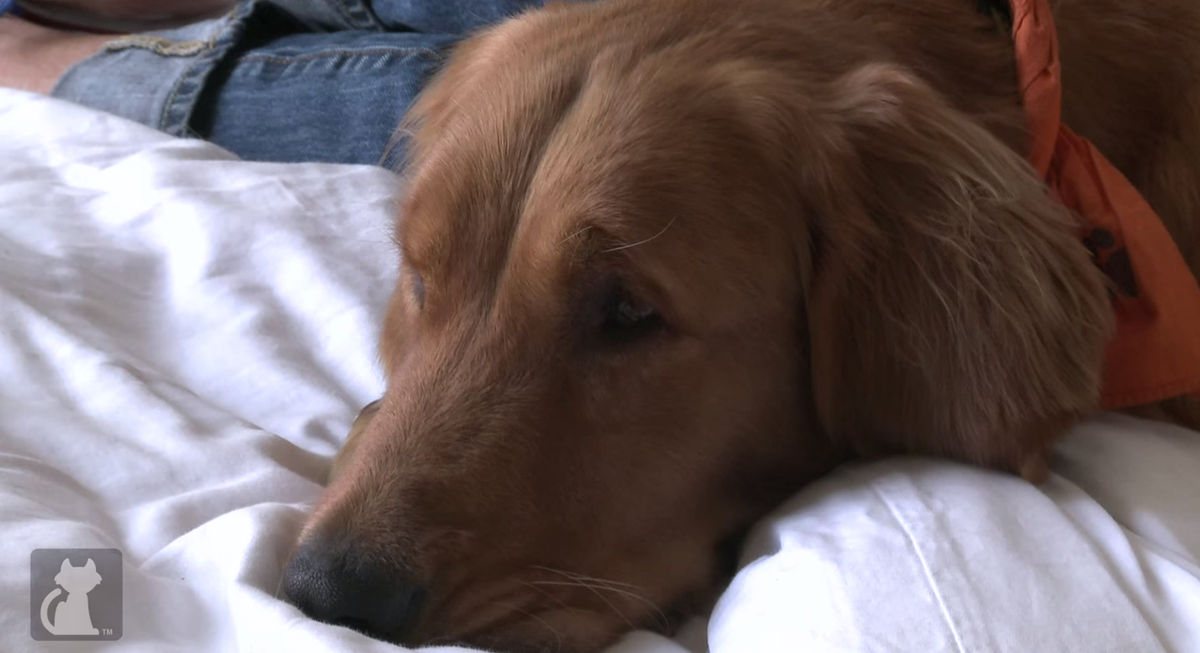 TheTrendGuys's tweet photo. This Blind Golden Retriever Was ... - http://t.co/NMV6Zwfhfz #BlindDog #InspirationalDog #KangaTheDog http://t.co/9UePB1YnfS