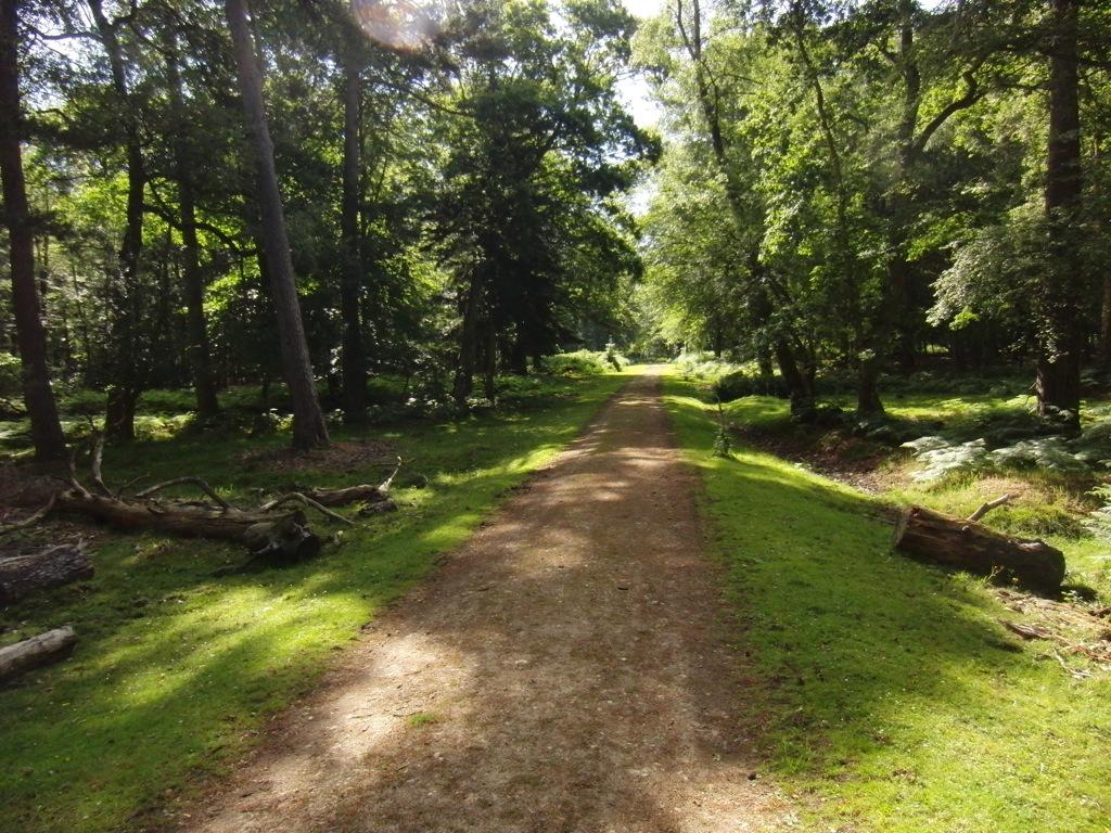 NFMarathon's tweet photo. Conditions perfect for Run C Week 1 tonight of @runcampSoton training plan, who's with me? #newforestmarathon #RCplan http://t.co/0enWLWzspm