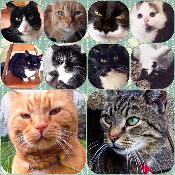 circlingsquare's tweet image. 🐈 Post 100! I never thought I&apos;d get over 500 followers. Thanks, followers!🐈 #100post #cat #cats #catsofinstagram #c…