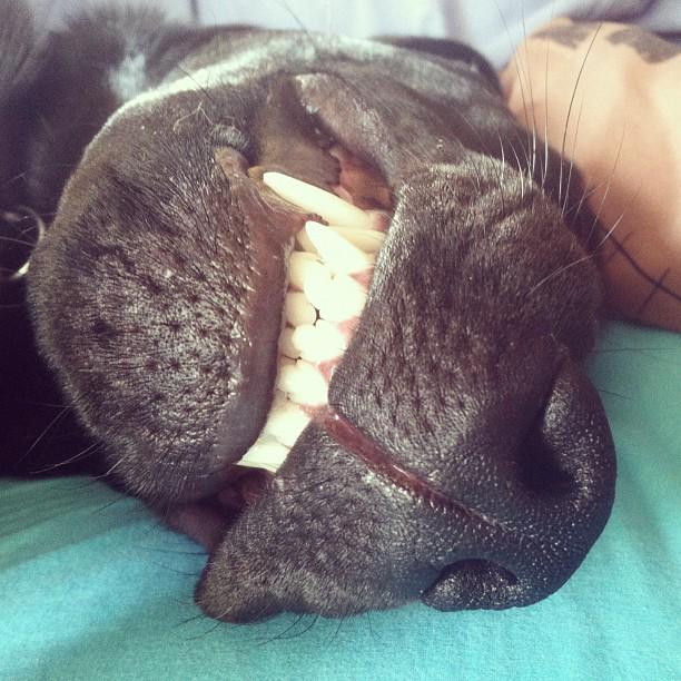 whereisarchie's tweet photo. I was just wondering what other doggies and their owners do about bad dog breath !!  Any tips or ideas ? http://t.co/Hw7dBZIPHn