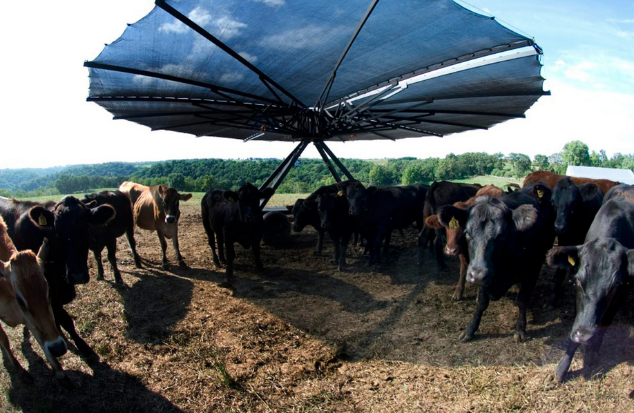 Buzz_Farm tweet picture