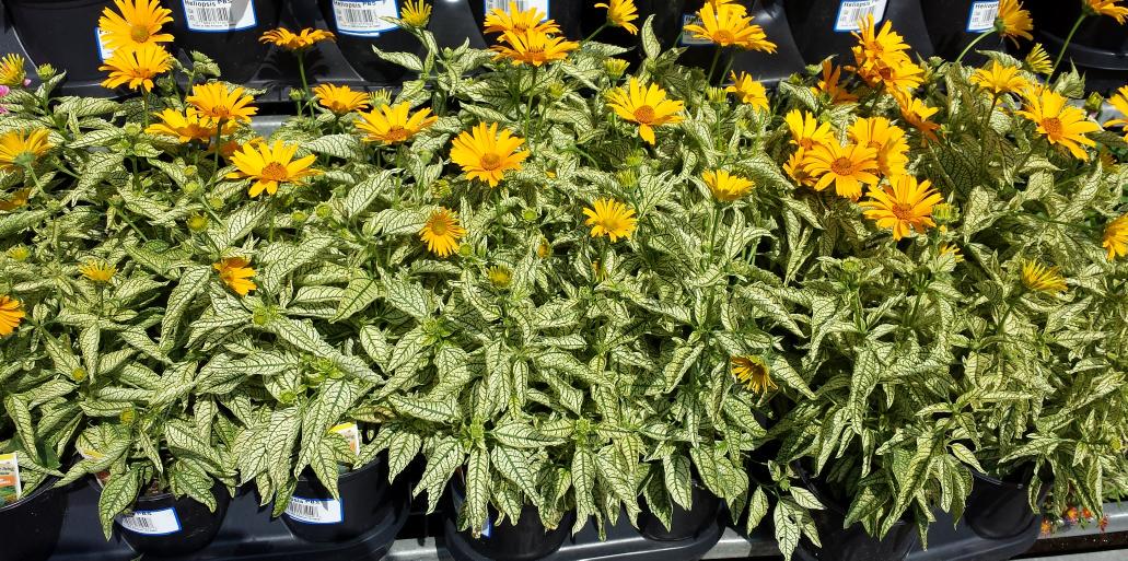 Add a pop of color to your 4th! Hot
perennials at Sizzlin' prices <a href="/HomeDepot/">The Home Depot</a> 989 Cherry Hill <a href="/ChristineTHD/">Christine Sweeney</a> <a href="/nyyroro/">Ro Rodriguez</a>