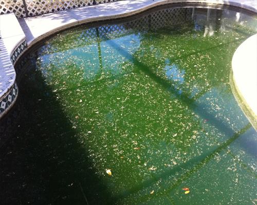 Зеленый бассейн. Зеленая вода в бассейне. Водоросли в бассейне. Вода в бассейне позеленела после хлорирования. Зеленый бассейн. Зеленая вода в бассейне. Водоросли в бассейне.
