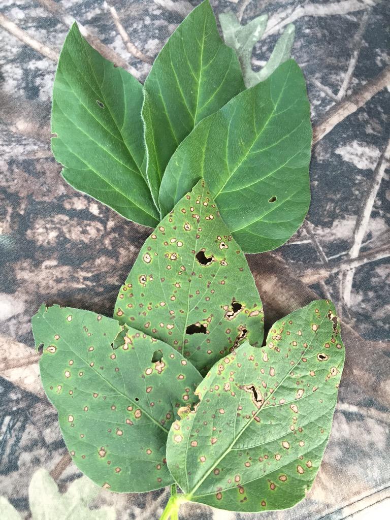 Tom Allen (@baldpathologist) on Twitter photo Resistance is one of the best ways to manage frogeye leaf spot <a href="/Jeff_mansour/">Jeffrey Mansour</a> <a href="/MSSOY/">MS SOYBEAN BOARD</a> <a href="/TrentIrby/">Trent Irby</a> <a href="/JStandish19/">Jeff Standish</a> #MScrops Resistance is one of the best ways to manage frogeye leaf spot <a href="/Jeff_mansour/">Jeffrey Mansour</a> <a href="/MSSOY/">MS SOYBEAN BOARD</a> <a href="/TrentIrby/">Trent Irby</a> <a href="/JStandish19/">Jeff Standish</a> #MScrops