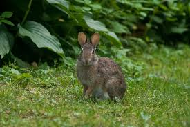 It's a beautiful day,the rabbits are out in the garden &amp; #Sussex #Fostering are looking forward to the weekend!