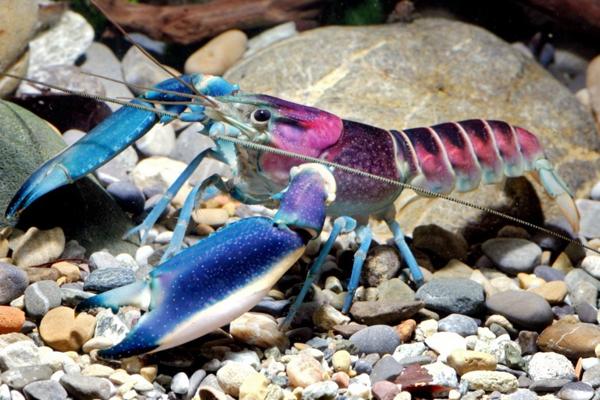 Kijk nou, in Indonesië is een kreeftensoort ontdekt die heeft meegelopen met de #colorrun news.mongabay.com/2015/0702-hanc…
