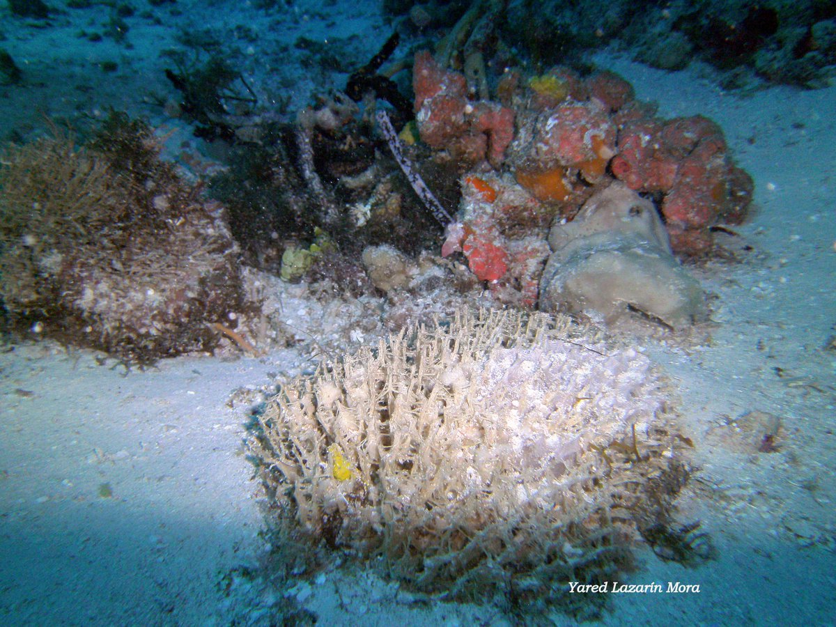 ;) día <a href="/ObSnPdelosPinos/">Sn. P. de los Pinos</a> <a href="/losbuceadores/">LOS BUCEADORES</a> <a href="/gansino/">gansino</a> <a href="/Husain_ELKADY/">HK</a> <a href="/IspettoreD/">Ispettore Derrick</a> <a href="/c_insurgentes/">Corredor Insurgentes</a> <a href="/JenaC2/">Jena C.</a> <a href="/The_Dive_Site/">The DiveSite</a>