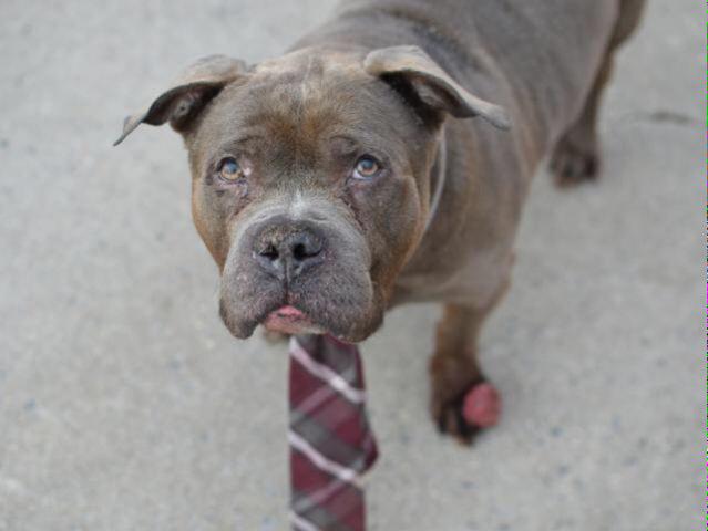 Southern Pride tweet media