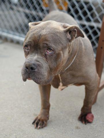 Southern Pride tweet media