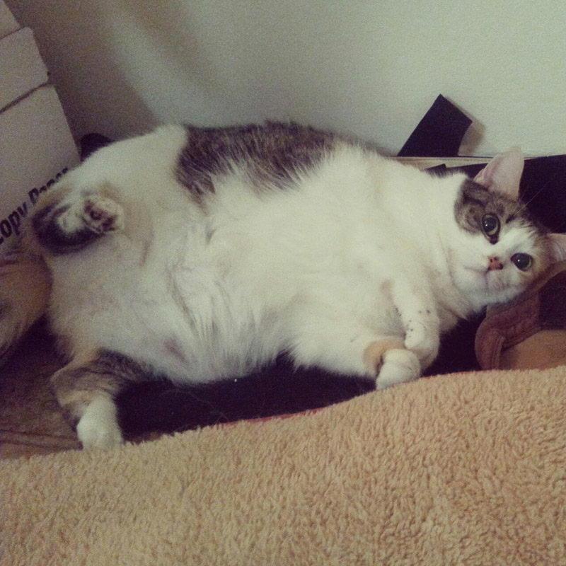 tinyagency's tweet photo. Are you thinking @tinyagency is running out of pictures of fat cats for #fatcatfriday? Fat chance! http://t.co/15AXYfvGi3