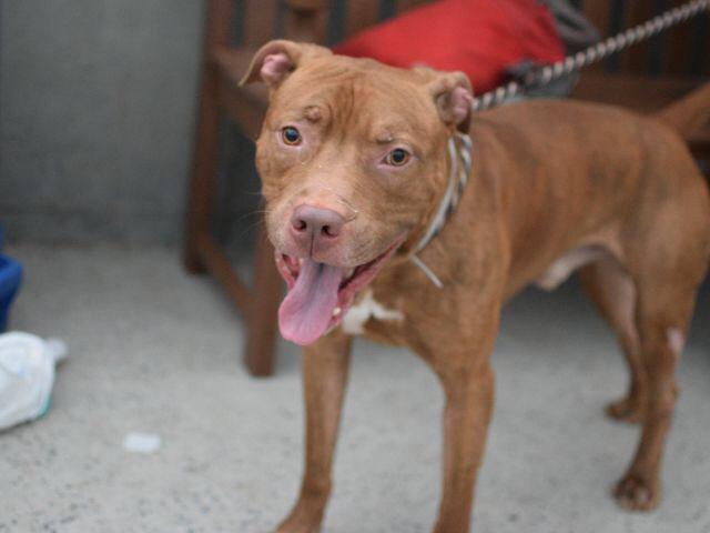 Southern Pride tweet media