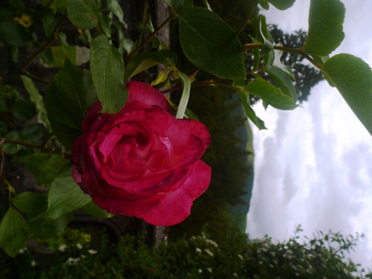 CastleriggLodge's tweet photo. Beautiful roses outside the Lodge today! #flowers #beautiful #summer #sunshine http://t.co/fAPO6Aicfw