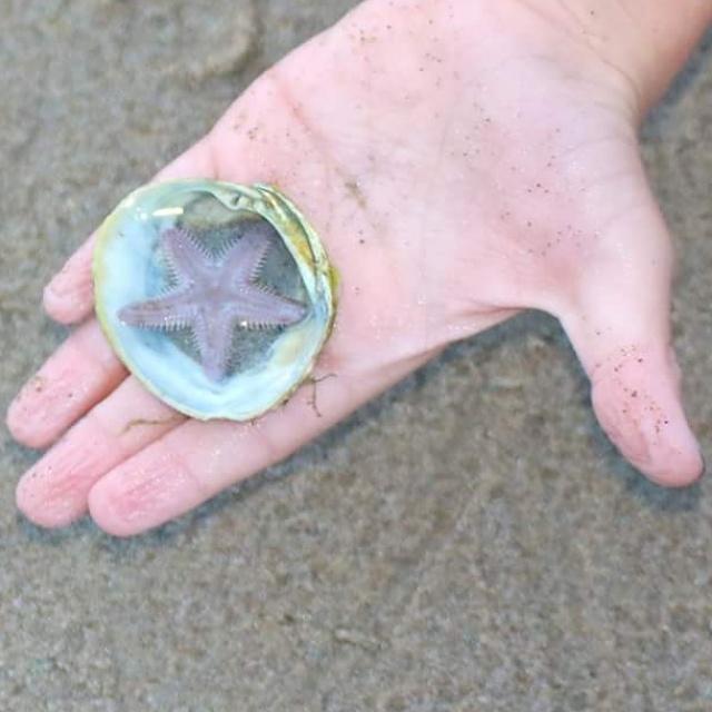 smallest-starfish-in-the-world