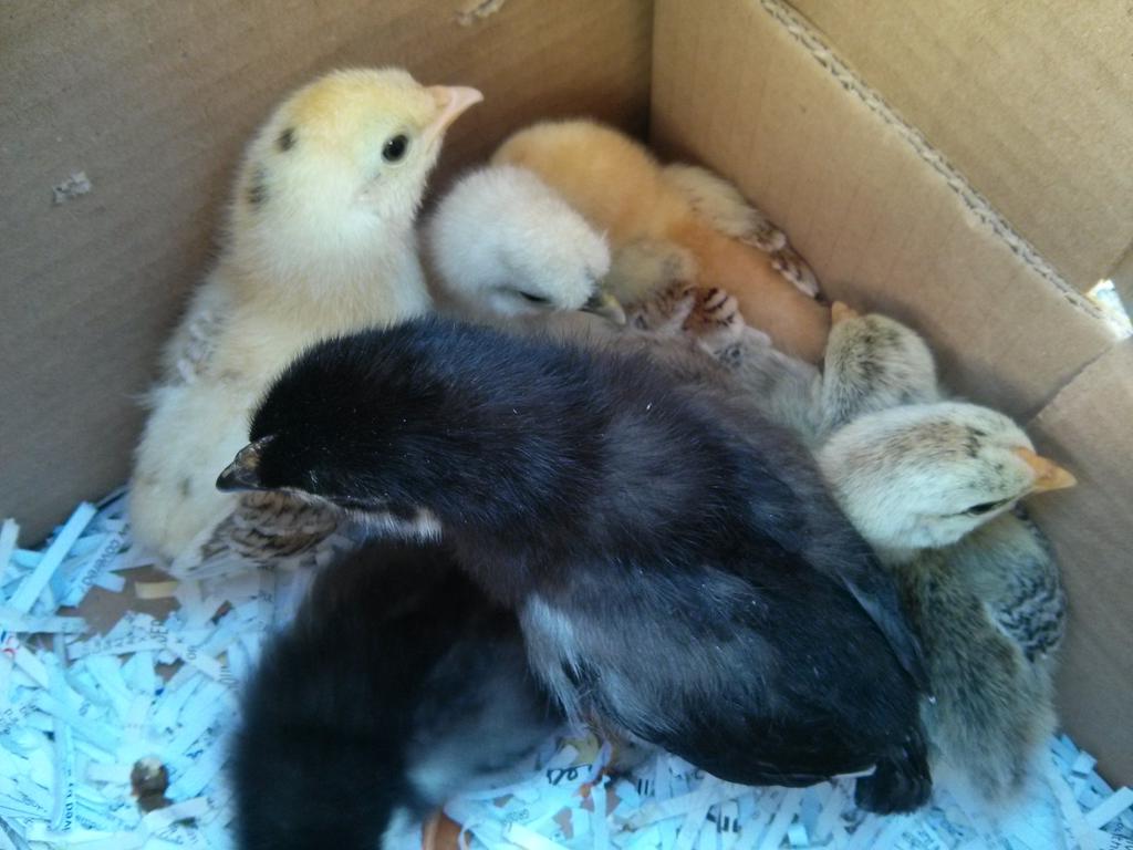 IncubatorsFS's tweet photo. Collected these #cutechicks today. They're now with friends on the #farm http://t.co/BlhLm22Vnx