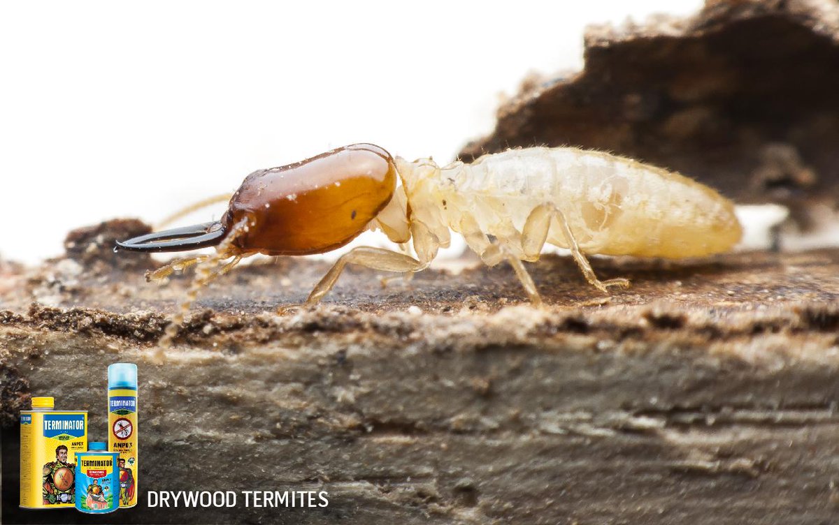 #DYK A Dry-wood #termite colony can contain about 10k members. To know more read our post at: http://t.co/ciYseMaiBK http://t.co/AzzmhYgk2H