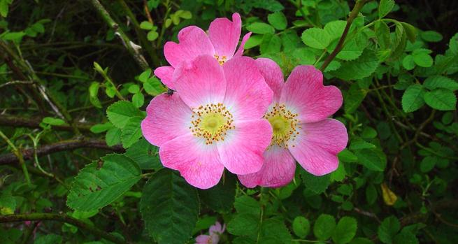 Mon_370's tweet photo. Rosa Mosqueta ¿Conoces sus beneficios?
http://t.co/JZXfyVrX3p http://t.co/uu91Cj0my8